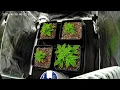 2025 - Strains