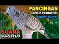 Lagu Perkutut Lokal Gacor Suara Kung Besar Pancingan Burung Perkutut Agar Bunyi.