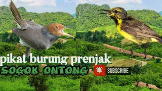 suara pikat burung prenjak vs burung sogok ontonk andridropped2003 