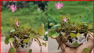 এক বাটি পদ্ম ।। A Bowl of Lotus