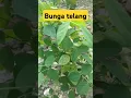 Download Lagu MANFAAT BUNGA TELANG #tanaman #manfaatbungatelang #manfaattumbuhan #plants