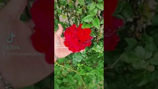 شيرين عبد الوهاب واحشني بجد صحيح 