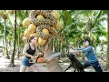 Download Lagu SHOCKING! Baby python found parasitizing on coconut tree | Big python attacks from tree