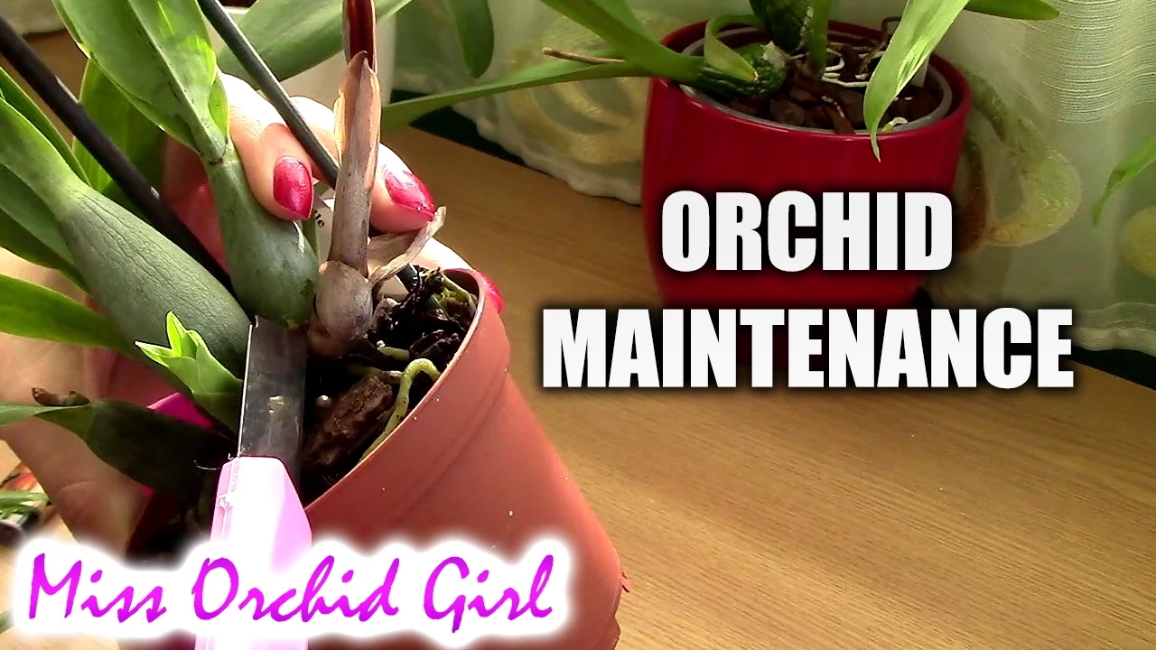 ORCHID MAINTENANCE REMOVING SICK LEAVES AND PSEUDOBULBS