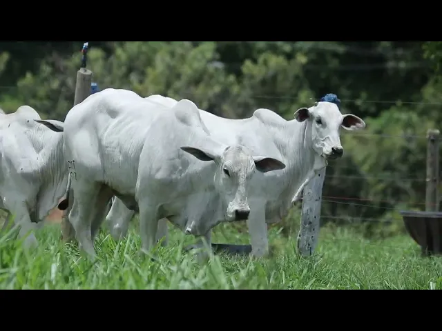 4 Bezerras Nelore P.O.