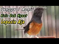 Download Lagu PANCINGAN MURAI BETINA GACOR MEMANGGIL JANTAN BIKIN CEPAT EMOSI‼️PENGGACOR TERCEPAT MURAI BATU DIAM