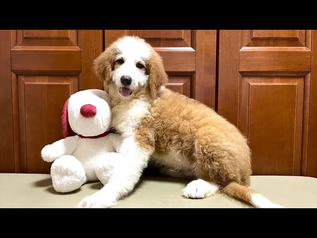動画