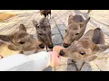 Download Lagu Visiting Deer Park in Japan🦌 | Nara Park | ASMR