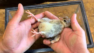 クジャクの親になってみた
