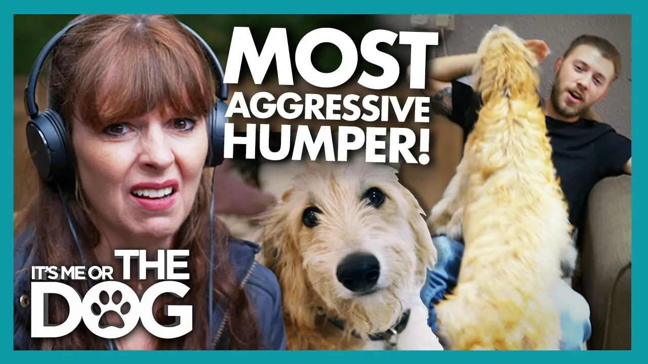 Archie the Lurcher Expresses His Love Way Too Aggressively! | It's Me or The Dog