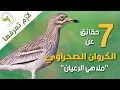 Download Lagu الكروان الاوراسي الكروان الصحراوي Eurasian stone-curlew