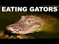 The case for eating alligators or not
