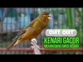 Download Lagu CUIT Cuit Kenari GACOR ngerol PANJANG AMPUH untuk PANCINGAN \u0026 MASTERAN Kenari PAUD cepat BUNYI