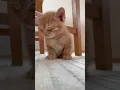 Download Lagu Kucing Lucu sedang ngantuk #shortsvideo #shortsviral #cat #funny #kucinglucu #lucu