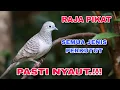 Download Lagu Masteran Burung Murai Batu Full Stuffing | Suara Burung, Relaksasi Alam, Suara Kicau, Meditasi Alam