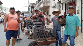 NA FEIRA DA GALINHA CAIPIRA LIMOEIRO-PE 19 DE MARÇO DE 2025