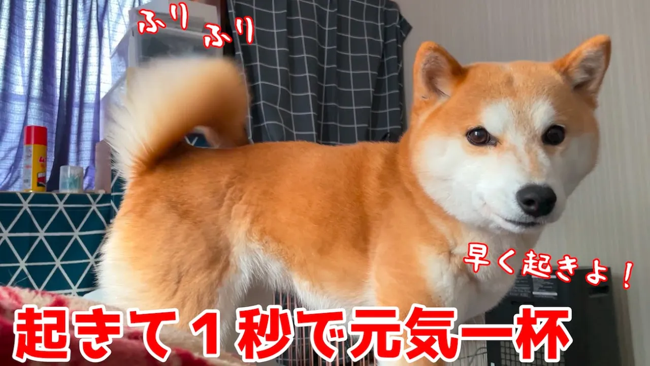 飼い主が起きると自分も飛び起きる柴犬