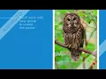 Owl Poster Project