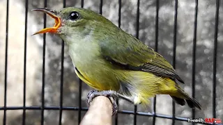 burung kemade bunga api betina
