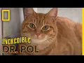A Stray Cat Finds a Home The Incredible Dr Pol