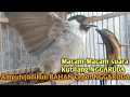 Lagu Suara Burung Kutilang Gacor NGGARUDA TARUNG seperti ini sangat Cepat memancing Kutilang LAIN Gacor