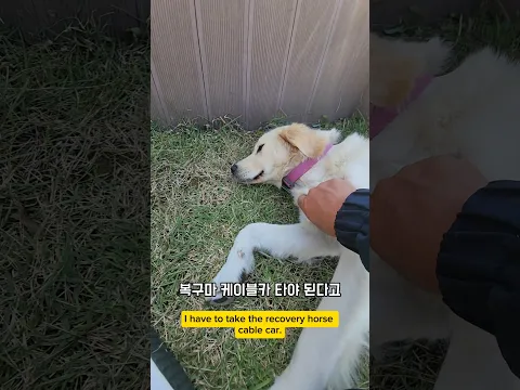 촬영 강행군에 뻣어버린 놈 #남해 #강아지 #뽀끄미 #케이블카 #몽실이 #반려견 #리트리버