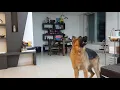Howlception