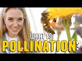 How does pollination work Beekeeping with Maddie