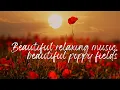 Beautiful relaxing music in poppy fields