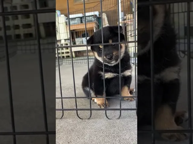 動画