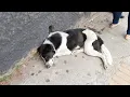 He Battled Serious Health Issues After Being Found Abandoned But Never Lost His Spirit
