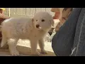 Park County woman warning others after being sold sick puppy on Craigslist