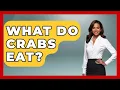 What Do Crabs Eat - The Marine Life Explorer