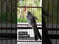 Trucuk ngebrem saat ada bahaya