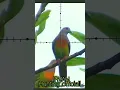 Download Lagu berburu burung punai pakai senapan angin