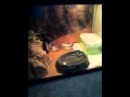 Leopard gecko setup under 100 dollars