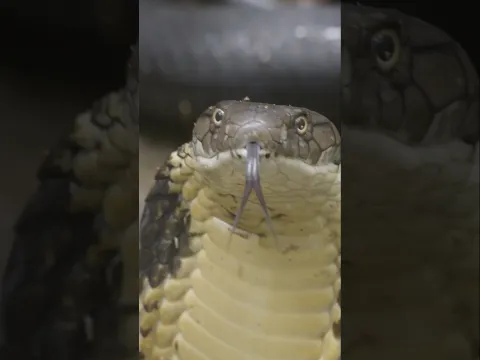 Most Dangerous Indian Snakes Species 😰 By Wild Adventures