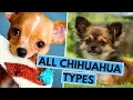 All Chihuahua Types - Based on Their Coat Head and Color