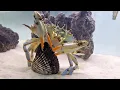 this is how CRABS eat frozen CLAMS