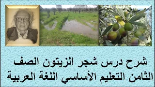شرح درس شجر الزيتون الصف الثامن التعليم الأساسي اللغة العربية قناة لقمان التعليمية  شرح درس شجر الزيتون الصف الثامن التعليم الأساسي اللغة العربية قناة لقمان التعليمية