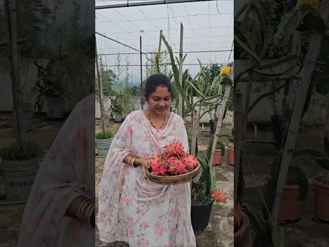 Dragon fruits cutting #dragonfruits #mygarden #gardening #homegarden #shorts #viralvideo