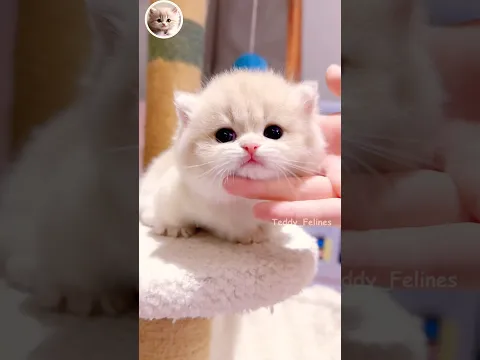 This Kitten is Too Cute to Handle 🧸😻💕 #cat #cute #cats #kitten