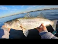 The Stripers Are Back Fishing The Migration In New Jersey 2024