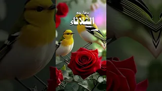 دعاء صباح يوم الثلاثاء حالات واتس دينية صباح الخير دعوة صباحية حالات دعاء حالات دينية Shorts 