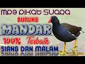 Download Lagu Suara Pikat Burung Mandar Batu/Peruk Sangat Ampuh Di Pakai Siang Atau Malam Hari.
