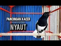 Download Lagu kacer gacor NGEPLONG tarung ini paling ampuh buat PANCINGAN KACER agar EMOSI NYAUT