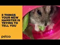 Download 8 Things Your New Hamster is Trying to Tell You: New Pet Tips (Petco) mp4 3gp mp3 videos - waplic