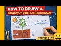 Photosynthesis Labeled Diagram Drawing Class 10 Science 5 Marks Diagram Question l step by step