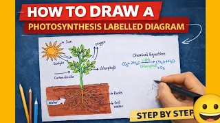 Photosynthesis Labeled Diagram Drawing Class 10 Science 5 Marks Diagram Question l step by step