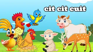 Download cit cit cuit - lagu anak populer indonesia - lagu anak anak MP3